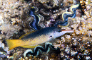 592-1-Blauer%20Vogellippfisch-(Gomphosus%20caeruleus)-2014-M-02-01-90