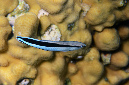 594-0-Gewoehlicher%20Putzerlippfisch-(Labroides%20dimidiatus)-2014-M-01-01-90