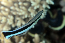 594-2-Gewoehlicher%20Putzerlippfisch-(Labroides%20dimidiatus)-2014-M-03-01-90