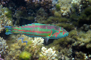 600-0-Brandungs-Junker-(Thalassoma%20purpureum)-2014-M-01-01-90