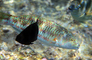 600-1-Brandungs-Junker-(Thalassoma%20purpureum)-weib-2014-M-04-01-90