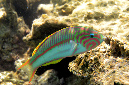 601-1-Rotmeer-Jujnker-(Thalassoma%20rueppellii)-2014-M-01-01-90