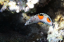 603-0-Spiegelfleck-Junker-(Coris%20aygula)-juv-2014-M-02-01-90