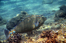 725-0-Blauklingen-Nasendoktor-(Naso%20unicoris)-2014-M-01-01-90
