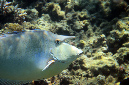 725-1-Blauklingen-Nasendoktor-(Naso%20unicoris)-2014-M-05-01-90