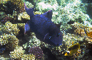 740-0-Blaustreifen-Drueckerfisch-(Pseudobalistes%20fuscus)-2014-M-01-01-90
