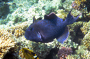 740-1-Blaustreifen-Drueckerfisch-(Pseudobalistes%20fuscus)-2014-M-02-01-90