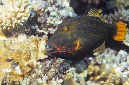 741-1-Orangestreifen-Drueckerfisch-(Balistapus%20undulatus)-2014-M-04-01-90
