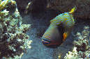 741-2-Orangestreifen-Drueckerfisch-(Balistapus%20undulatus)-2014-M-05-01-01