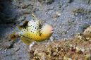 747-0-Gelbsaum-Drueckerfisch-(Pseudobalistes%20flavimarginatus)-2014-M-01-01-90