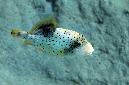 747-1-Gelbsaum-Drueckerfisch-(Pseudobalistes%20flavimarginatus)-2014-M-04-02-90