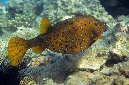 771-0-Gelbbrauner%20Kofferfisch-(Ostracion%20cubicus)-2014-M-02-01-90