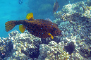 771-1-Gelbbrauner%20Kofferfisch-(Ostracion%20cubicus)-2014-M-03-01-90
