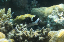 792-0-Masken-Kugelfisch-(Arothron%20diadematus)-2014-M-01-01-90