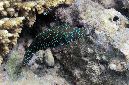 794-0-Rotmeer-Spitzkopfkugelfisch-(Canthigaster%20margaritata)-2014-M-01-01-90