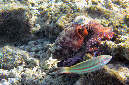 830-1-Roter-Riffkrake-(Octopus%20cyaneus)-2014-M-04-01-90