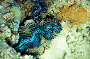 941-2-Gemeine%20Riesenmuschel-(Tridacna%20maxima)-2014-M-04-01-90