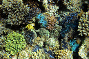 941-3-Gemeine%20Riesenmuschel-(Tridacna%20maxima)-2014-M-09-01-90