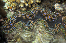 942-0-Schuppige%20Riesenmuschel-(Tridacna%20squamosa)-2014-M-06-01-90