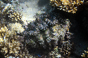 942-2-Schuppige%20Riesenmuschel-(Tridacna%20squamosa)-2014-M-11-01-90