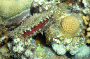 943-0-Gemeine%20Perlmuschel-(Pinna%20Margaritifer)-2014-M-01-01-90