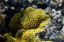 960-1-Koralle%20unbekannt-01-2014-M-03-01-90