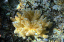 961-0-Koralle%20(Lederkoralle)%20unbekannt-03-2014-M-01-01