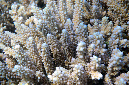 962-2-Geweihkoralle-(Acropora%20sp.)-2014-M-02-01-90