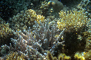 962-4-Geweihkoralle-(Acropora%20sp.)-2014-M-05-01-90