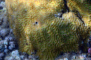 975-0-Hirnkoralle-(Platygyra%20daedalea)-2014-M-01-01-90