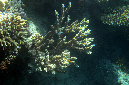 976-6-Hemprichs%20Geweihkoralle-(Acropora%20hemprichii)-2014-M-03-01-90