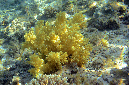 977-0-Broccoli-Baeumchen-(Litophyton%20arboreum)-2014-M-01-01-90