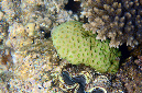 978-0-Sternkoralle-(Gonistrea%20sp.)-2014-M-01-01-90