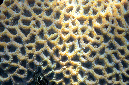978-1-Sternkoralle-(Favites%20sp.)-2014-M-01-01-90