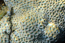 978-2-Sternkoralle-(Favites%20sp.)-2014-M-03-01-90
