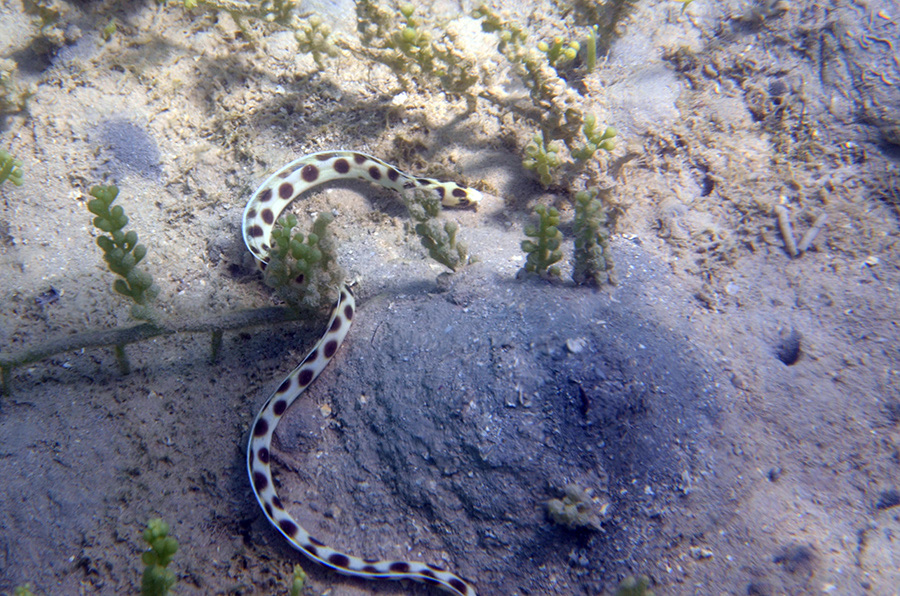 021-1-Gefleckter%20Schlangenaal-(Myrichthys%20maculosus)-2014-04-01-90