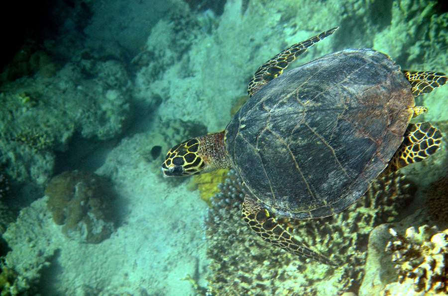 100-0-009-00-Echte-Karettschildkroete-2012-21-01-90