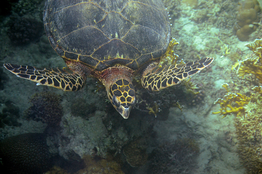 100-1-009-01-Echte-Karettschildkroete-2012-11-01-90