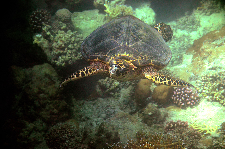 100-3-009-03-Echte-Karettschildkroete-2012-08-01-90