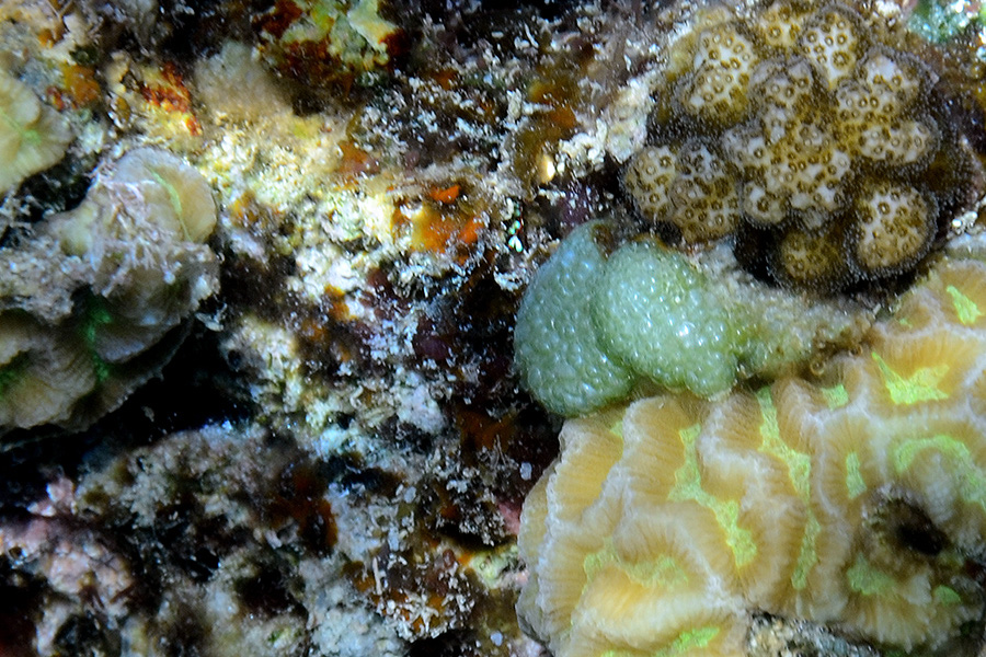 1007-0-707-0-Gruenalge-Dictyosphaeria%20cavernosa-2012-01-01-90