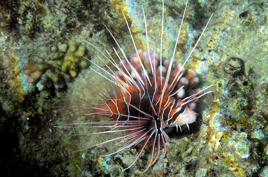 111-0-Strahlenfeuerfisch-(Pterois%20radiata)-2014-07-01-90