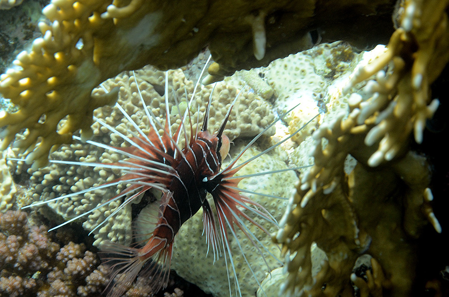 111-1-Strahlenfeuerfisch-(Pterois%20radiata)-2014-04-01-90