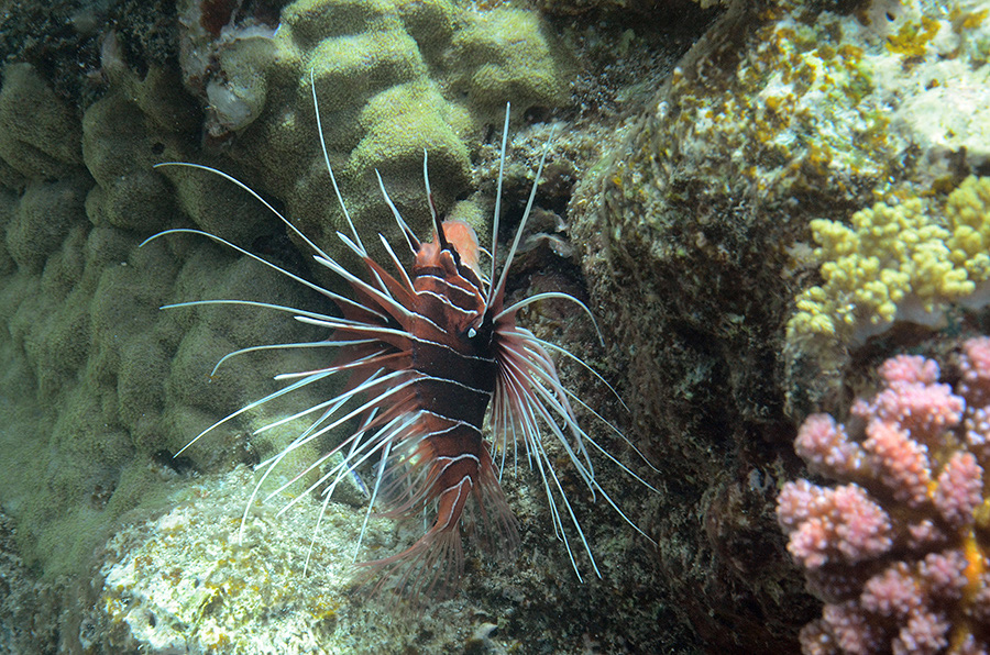 111-2-Strahlenfeuerfisch-(Pterois%20radiata)-2014-01-01-90