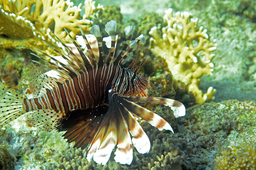 112-1-ind%20Rotfeuerfisch-(Pterois%20miles)-2014-06-01-90