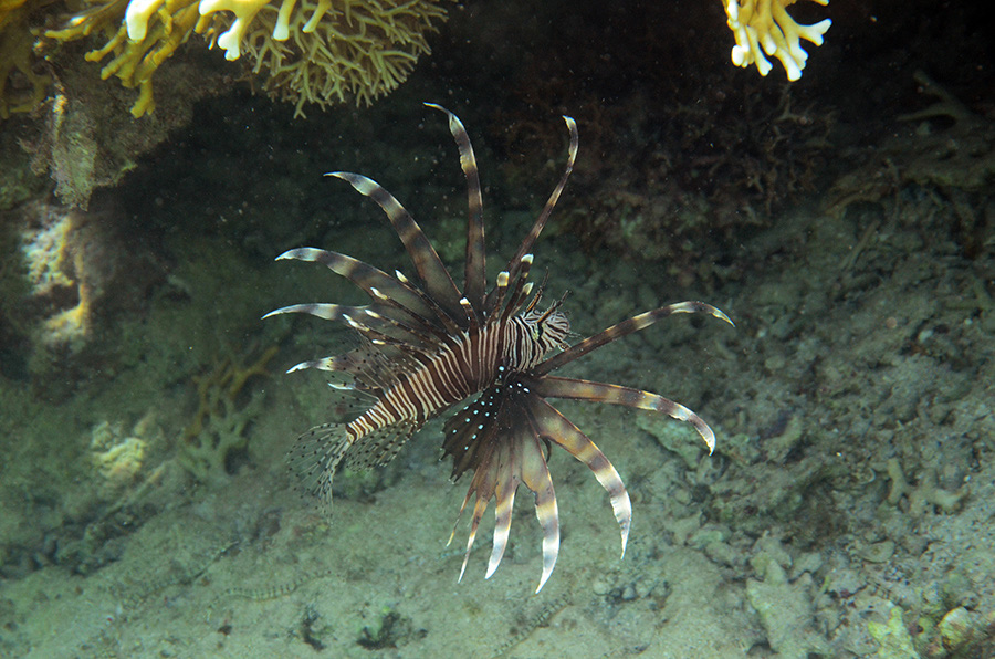 112-2-ind%20Rotfeuerfisch-(Pterois%20miles)-2014-12-01-90