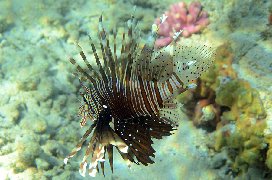 112-3-ind%20Rotfeuerfisch-(Pterois%20miless)-2014-14-01-90