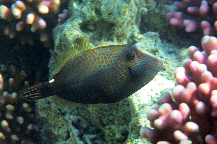 180-2-Netz-Feilenfisch-(Cantherinus%20pardalis)-2014-01-01-90
