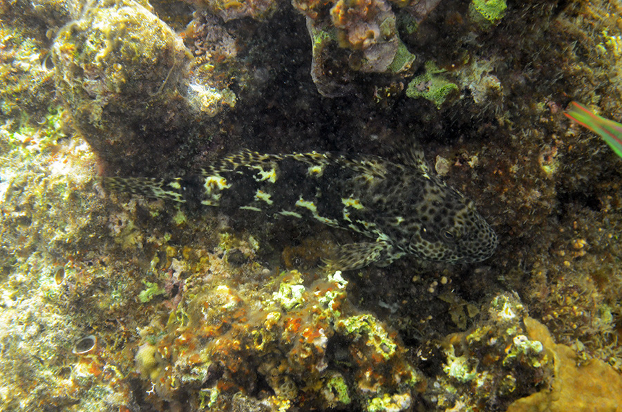 205-0-Arabischer%20Zackenbarsch-(Epinephelus%20stoliczkae)-2014-02-01-90