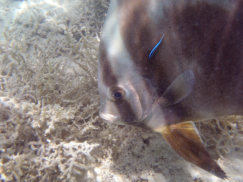 351-1-116-rundkopf-fledermausfisch-10%20(13)-01-80