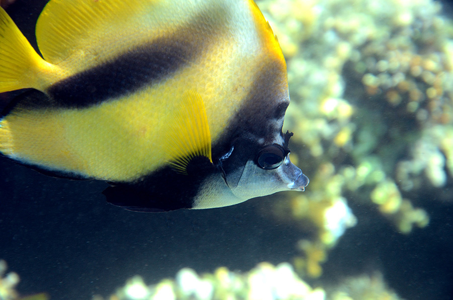 352-0-250-0-Rotmeer-Wimpelfisch-2012-11-01-90